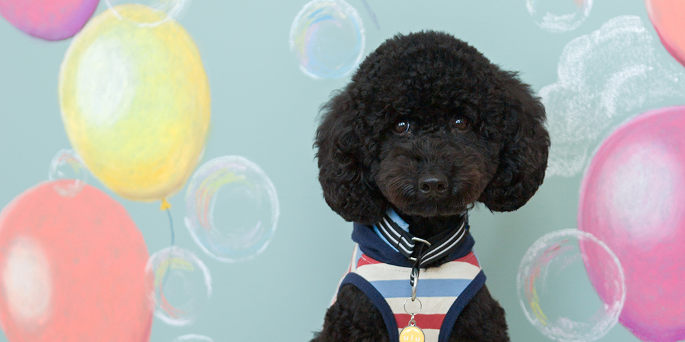 風船のアートボードの前に座る黒い犬