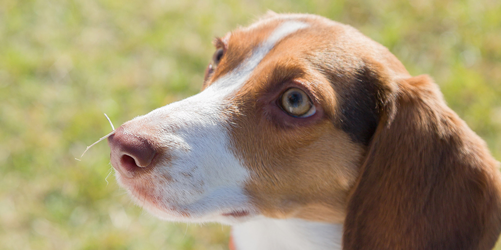 見つめている犬