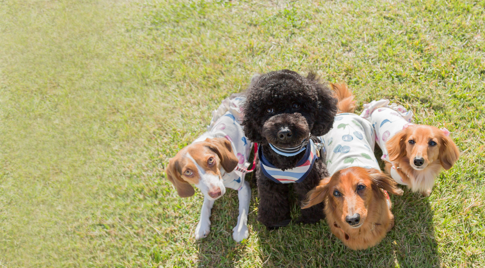 芝生に並ぶ４匹の犬