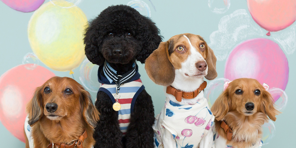 並ぶ４匹の犬たち