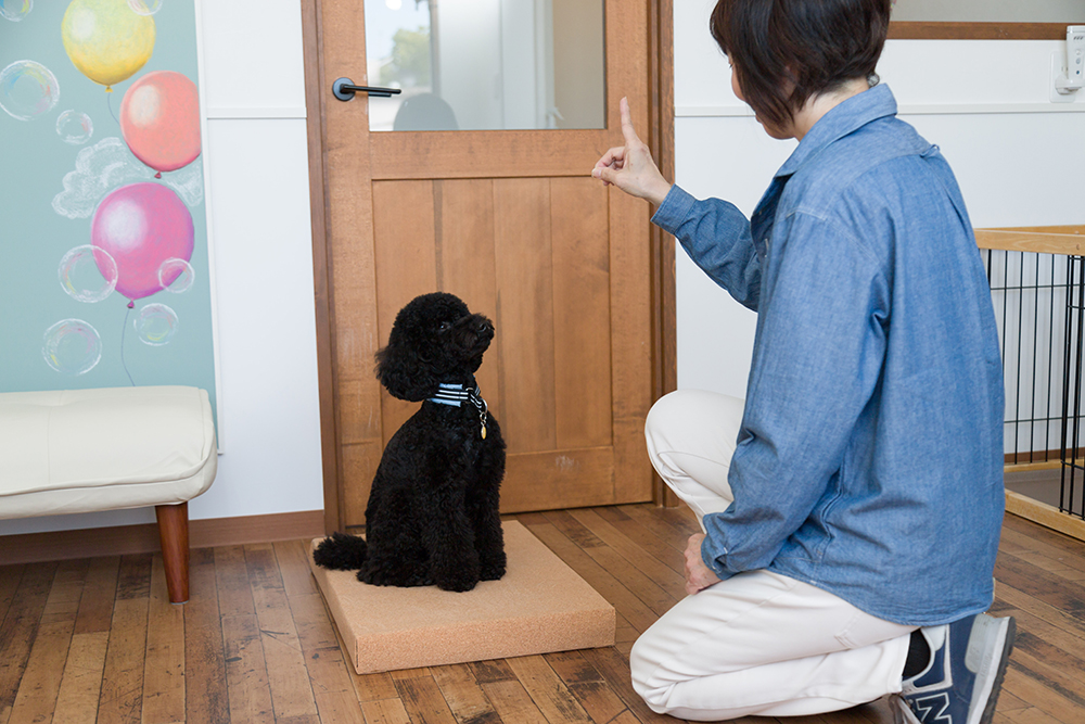 しつけトレーニングを受ける犬