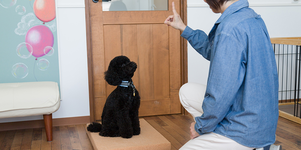 トレーナーからしつけトレーニングを受けている犬