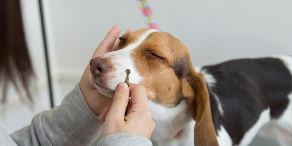 トレーナーに抱っこしてもらっている犬