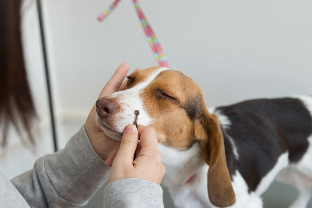 トリマーにお手入れをしてもらっている犬