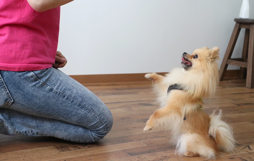 山下トレーナーと戯れる犬
