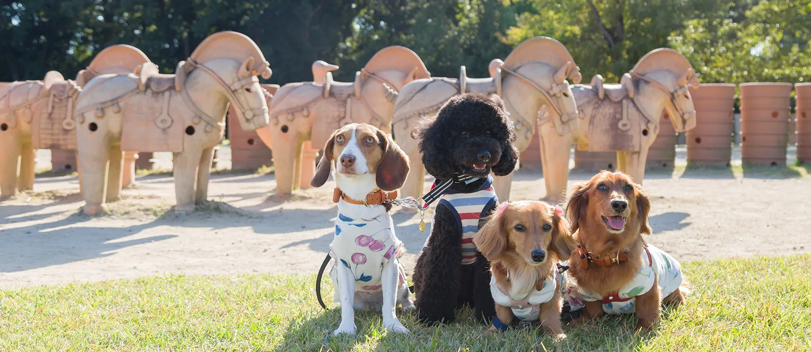 芝生の上で並ぶ4匹の犬