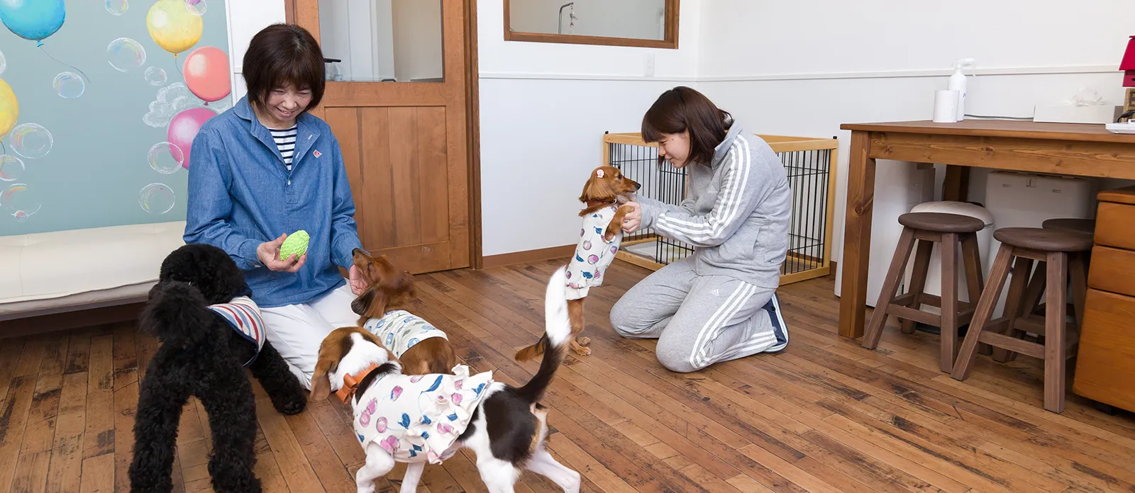 おやつをもらうために集まってくる犬たち