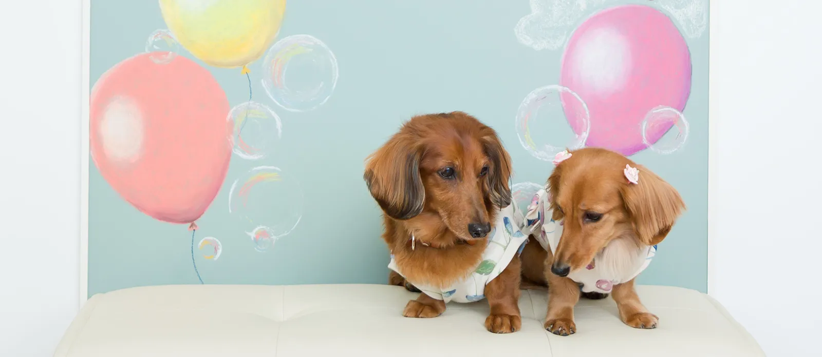 撮影台の上に並ぶ2匹の犬